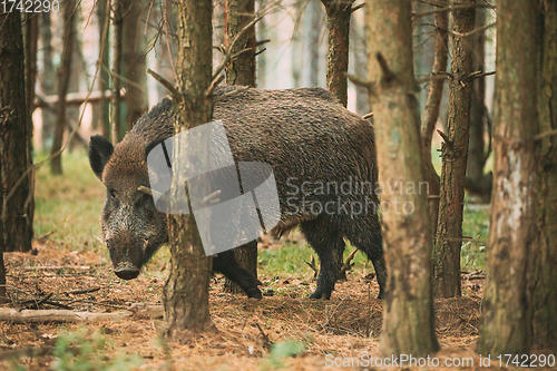 Image of Belarus. Wild Boar Or Sus Scrofa, Also Known As The Wild Swine, Eurasian Wild Pig Looking Through Pines Trunks In Autumn Forest. Wild Boar Is A Suid Native To Much Of Eurasia, North Africa, And Great