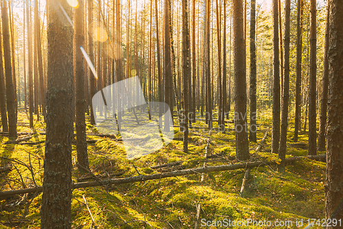 Image of Wild Autumn Forest. Fallen Trees In Coniferous Forest Reserve In Autumn Sunny Day. Sunlight Sunbeams Through Woods In Forest Landscape