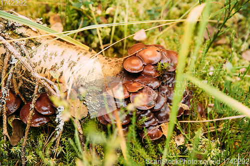 Image of Hypholoma capnoides In Autumn Forest In Belarus. Hypholoma capnoides is an edible mushroom in the family Strophariaceae. Mushroom In Sunset Autumn Forest In Belarus