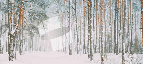 Image of Snowy White Forest In Winter Frosty Day. Snowing In Winter Frost Woods. Snowy Weather. Winter Snowy Coniferous Forest. Blizzard in Windy Day. Panorama Panoramic View.