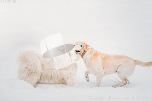 Image of White Samoyed Dog Or Bjelkier, Smiley, Sammy And Labrador Playing Together Outdoor In Snow Snowdrift, Winter Season. Playful Pet Outdoors