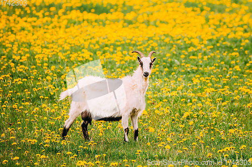 Image of White Domestic Farm Goat Grazing In Spring Meadow With Fresh Green Grass And Dandelion Flowers In Countryside. Farm Animal In Spring Dandelion Meadow Pasture