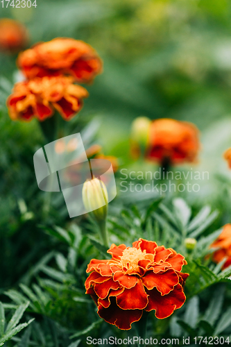 Image of Red Flowers Of Tagetes Plant In Garden Bed. Medicinal Plant