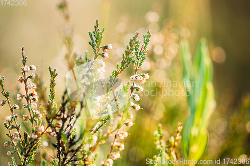 Image of Calluna, Calluna Vulgaris, Common Heather, Ling, Heather, Native To Marshes. Belarus, Belarusian Nature