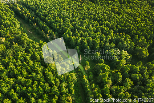 Image of Belarus. Aerial View Of Green Small Bog Marsh Swamp Wetland In Green Forest Landscape In Summer Day. High Attitude View. Forest Lane In Bird\'s Eye View