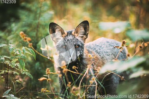 Image of Belarus. Silver Fox Vulpes vulpes In Autumn Forest. Close Up Fox