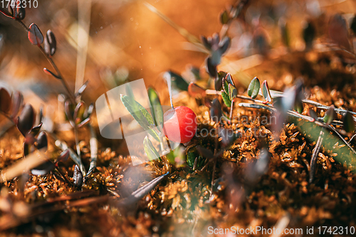 Image of Wild cranberries closeup, Belarus nature