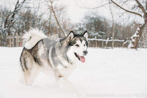 Image of Alaskan Malamute Walking Outdoor In Snow Snowdrift. Winter Season