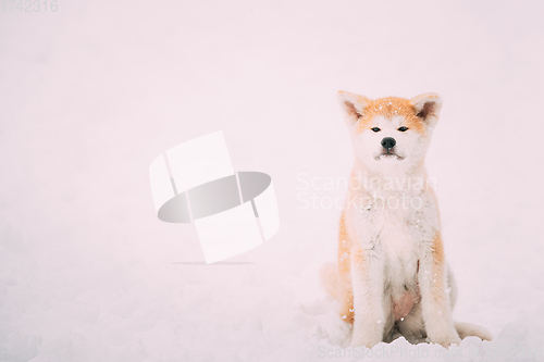 Image of Beautiful Puppy Of Akita Dog Or Akita Inu, Japanese Akita Resting In Snow Snowdrift At Winter Day.