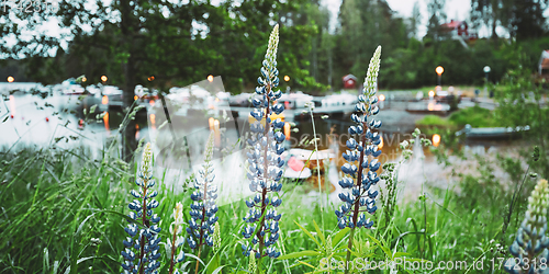 Image of Wild Flowers Lupine In Summer Meadow Near Lake At Evening Night. Lupinus, Commonly Known As Lupin Or Lupine, Is A Genus Of Flowering Plants In The Legume Family, Fabaceae. Swedish Nature, Scandinavia