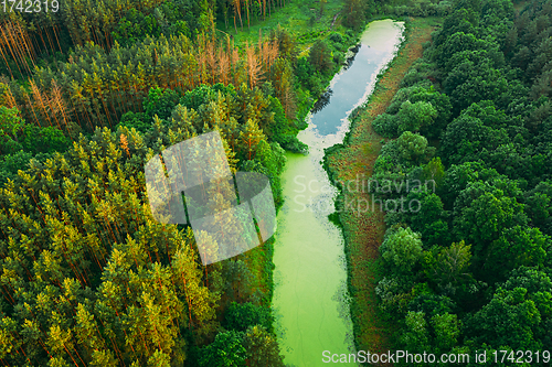 Image of Elevated View Of Green Small Bog Marsh Swamp Wetland And Green Forest Landscape In Sunny Summer Day. Attitude View. Forest In Bird\'s Eye View