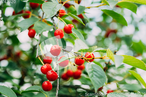 Image of Red Ripe Cherry Berries Prunus subg. Cerasus on tree In Summer Vegetable Garden