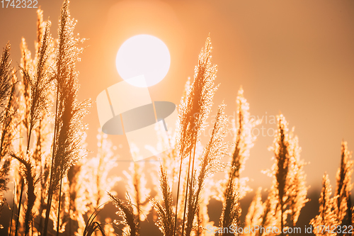 Image of Beautiful Dry Grass In Sunset Sunlight. Sun Shining. Sunshine And Wild Plants. Nature At Sunrise. Beautiful Dry Grass In Sunset Sunlight. Sun Shining. Sunshine And Wild Plants. Nature At Sunrise