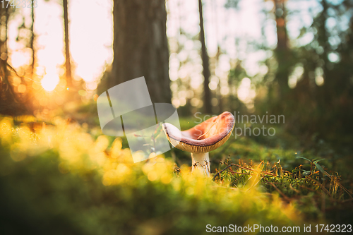 Image of Mushroom Russula emetica - sickener, emetic russula, or vomiting russula. Autumn Forest. Conditionally edible fungus. Sunshine Sunlight Through Woods Landscape. Belarus, Europe