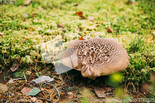 Image of Sarcodon squamosus In Autumn Forest In Belarus. Mushroom In Autumn Forest In Belarus