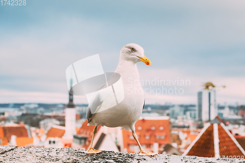 Image of Tallinn, Estonia. White Hat Beckoning Seagull On Background Old Town