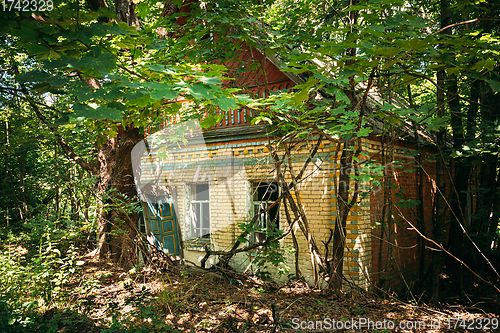 Image of Belarus. Abandoned House Overgrown With Trees And Vegetation In Chernobyl Resettlement Zone. Chornobyl Catastrophe Disasters. Dilapidated House In Belarusian Village. Whole Villages Must Be Disposed