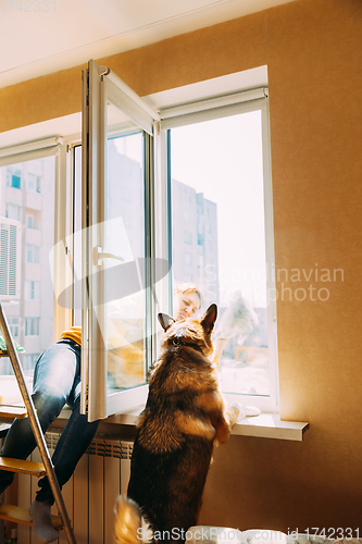 Image of Woman Of Fifty In Yellow Sweater Washes Dusty Window In Apartment. 50 Year Old Woman Cleans Windows From Stains Using Rag. Woman Is Cleaning House Doing Household Chores With Dog Pet.