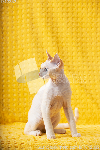 Image of White Devon Rex Kitten Kitty. Short-haired Blue-eyed Cat Of English Breed On Yellow Plaid Background. Shorthair Pet Cat
