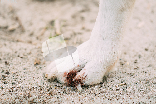 Image of Damaged Claw And Finger In Dog. Dog\'s Paw Close Up