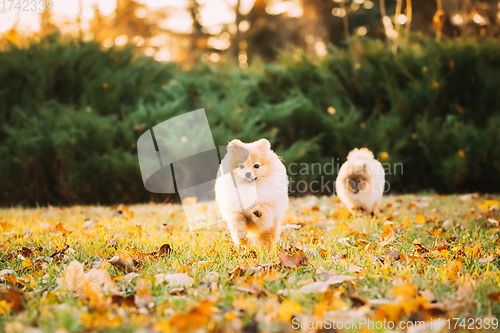 Image of Funny Young Happy Red Puppy Pomeranian Spitz Puppy Dog Happy Play Running Outdoor In Autumn Grass