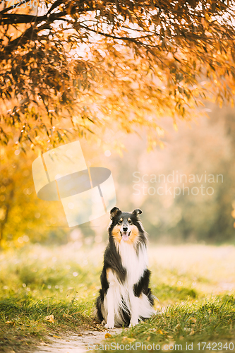 Image of Tricolor Rough Collie, Funny Scottish Collie, Long-haired Collie, English Collie, Lassie Dog Posing Outdoors In Park. Portrait In Autumn Park