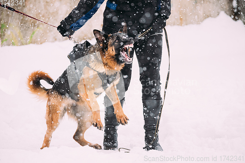 Image of Training Of Purebred German Shepherd Young Dog Or Alsatian Wolf Dog. Attack And Defence. Winter Snowy Day