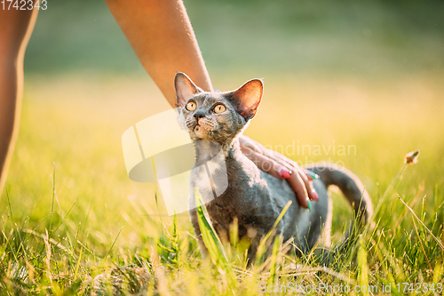 Image of Woman Stroking Funny Young Gray Devon Rex. Kitten Sitting In Green Grass. Short-haired Cat Of English Breed