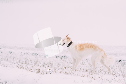 Image of Russian Wolfhound Hunting Sighthound Russkaya Psovaya Borzaya Dog During Hare-hunting At Winter Day In Snowy Field