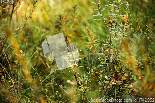 Image of Rhododendron tomentosum, ledum palustre, Marsh Labrador Tea, Northern Labrador Tea or Wild Rosemary, Native To Marshes. Belarus, Belarusian Nature