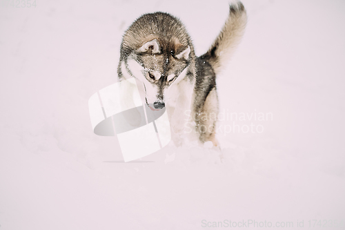 Image of Husky Dog Play, Hunting And Jumping Outdoor In Snow, Snowdrift. Pet Play In Winter Day. Husky Dog Play