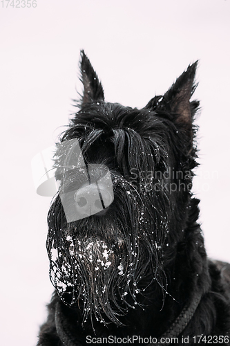 Image of Portrait Of Young Black Giant Schnauzer Or Riesenschnauzer Dog At White Winter Snow Background