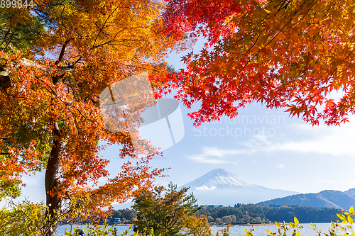 Image of Mt. Fuji in autumn with red maple leaves