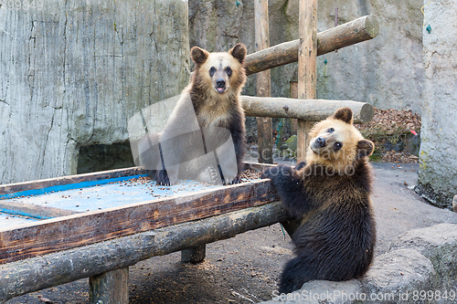 Image of Little brown bear