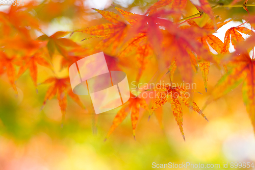 Image of Red Maple tree