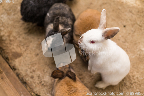 Image of Rabbit Cage