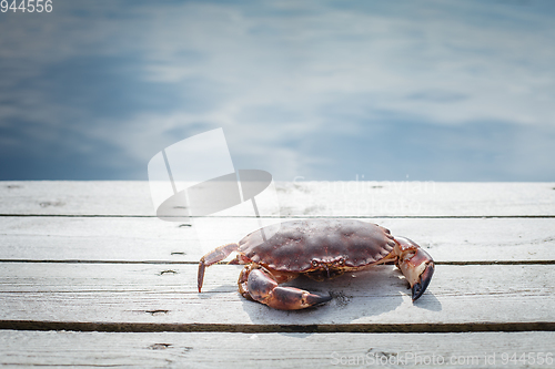 Image of alive crab standing on wooden floor