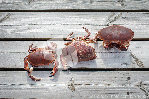 Image of three alive crabs standing on wooden floor