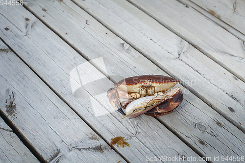 Image of alive crab holding scallop in claw 