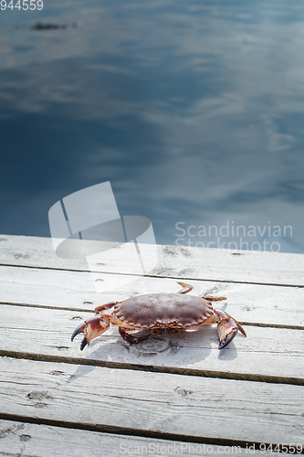 Image of alive crab standing on wooden floor