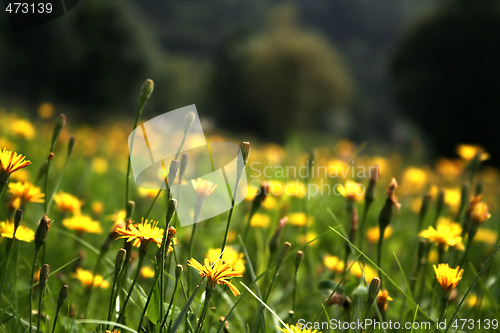 Image of Flowers landscape