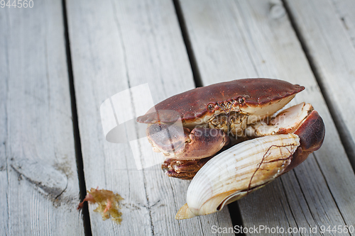 Image of alive crab holding scallop in claw 