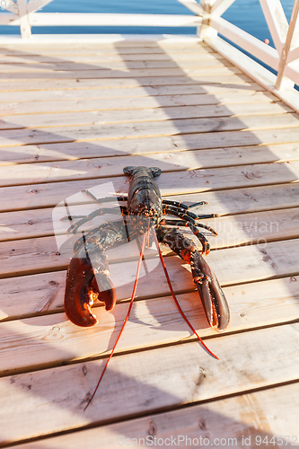 Image of fresh lobster lying on sundeck