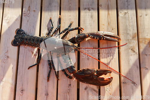 Image of fresh lobster lying on sundeck