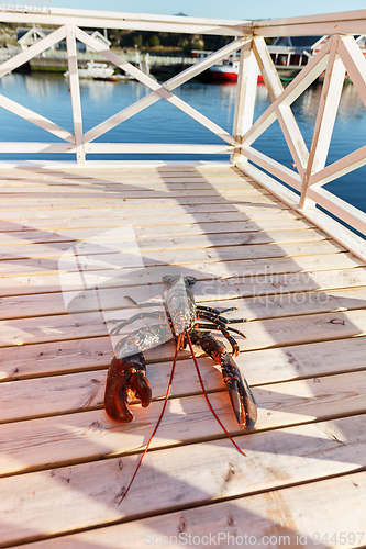 Image of fresh lobster lying on sundeck