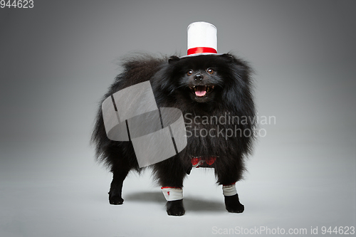 Image of spitz goom in wedding suit