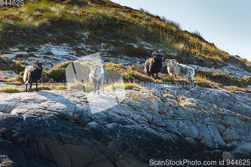 Image of Beautiful view on island with rams