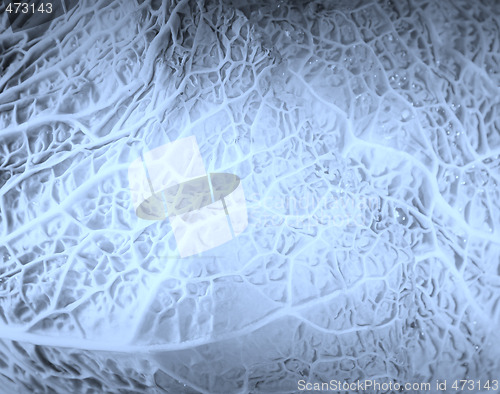 Image of Green cabbage vegetable