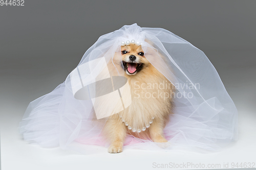 Image of beautiful spitz bride on gray background