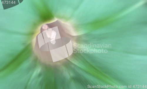 Image of Green flower